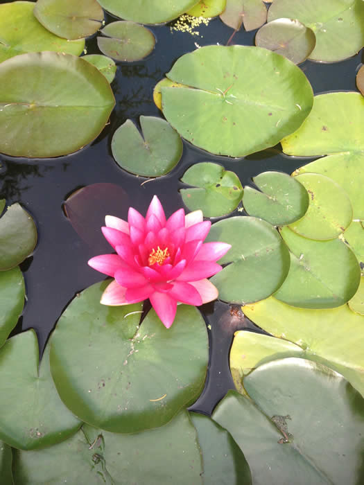 Picture of a single pink water lilly floating on a pond